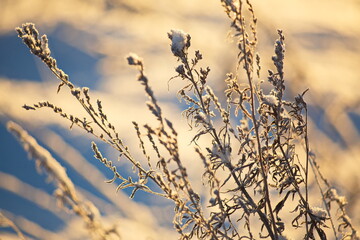 Drizzle on the grass on a sunny January day.