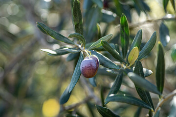 olives on the tree