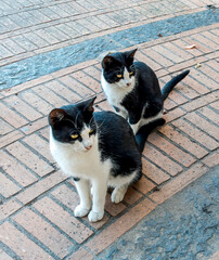 black and white cats on a street wirh gray asphalt background