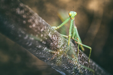 mantis