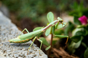 mantis