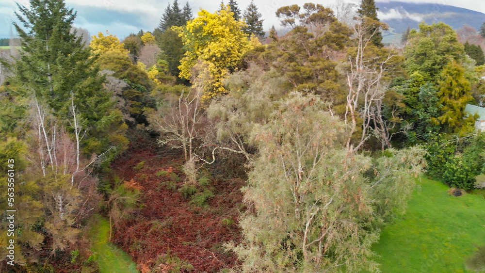 Wall mural forest trees of variuos colors