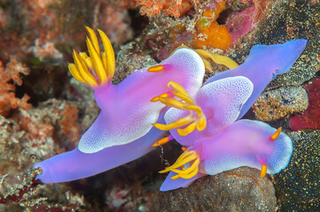 Three  colorful purple  nudibranch in group sex on hard-coral © Hans Gert Broeder