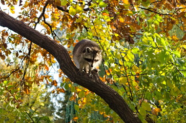 Raccoon on tree with colorful leafs in background