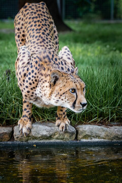 Cheetah cat