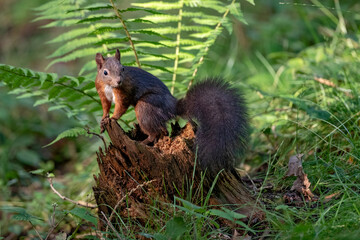Ecureuil roux (Sciurus vulgaris) jeune écureuil en forêt de montagne. Alpes. France