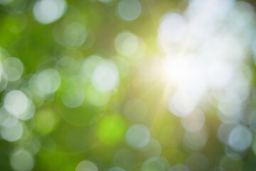 Obraz premium Abstract green foliage and tree in jungle blur with sun light spring summer. Farming organic building sunshine on leaf herb lush soft in ecology.
