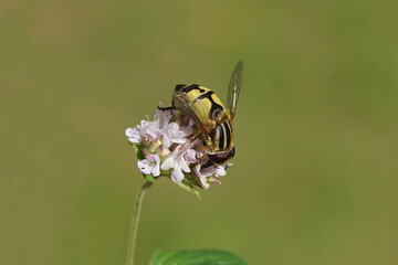 Sun fly, Helophilus trivittatus, family hoverflies (Syrphidae). On flowers of Origanum, family Lamiaceae. Dutch garden, July	