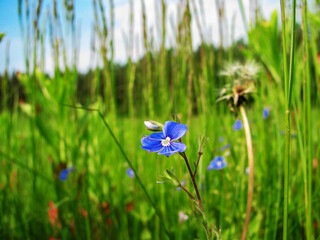 One species of perennial rhizomatous plant family of Iris