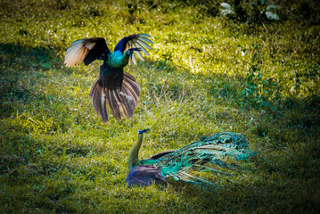 The green peafowl in National park of Thailand.