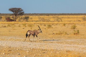 Naklejka premium Oryx in natural habitat in Etosha National Park in Namibia.