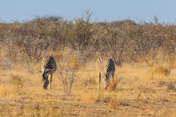 Fototapeta premium Zebras in natural habitat in Etosha National Park in Namibia.