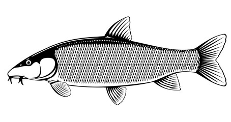 Realistic common barbel fish isolated illustration, one freshwater fish on side view