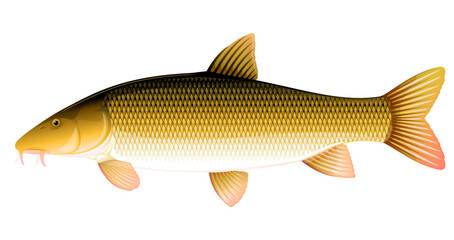 Realistic common barbel fish isolated illustration, one freshwater fish on side view