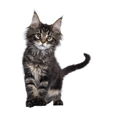 Cute classic black tabby Maine Coon cat kitten, walking / standing facing front. Looking curious towards camera. Isolated cutout on transparent background.. Tail fierce in air.