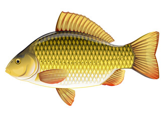 Realistic crucian carp golden isolated illustration, one freshwater fish on side view