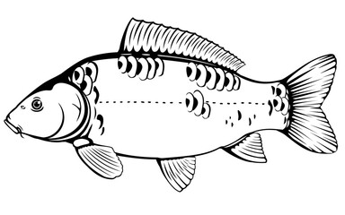 Realistic mirror carp fish in black and white isolated illustration, one freshwater fish on side view