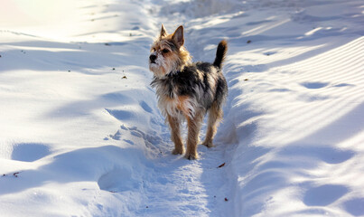 black and beige dog outdoors in winter on a snowy road