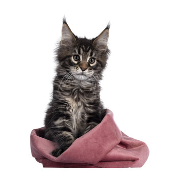 Cute classic black tabby Maine Coon cat kitten, sitting facing front in pink velvet bag. Looking beside camera. Isolated cutout on transparent background.