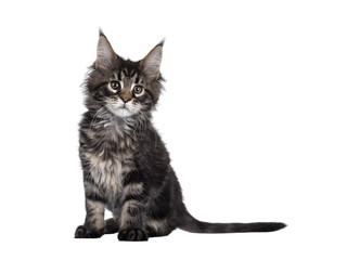 Cute classic black tabby Maine Coon cat kitten, sitting side ways. Looking beside camera. Isolated cutout on transparent background.