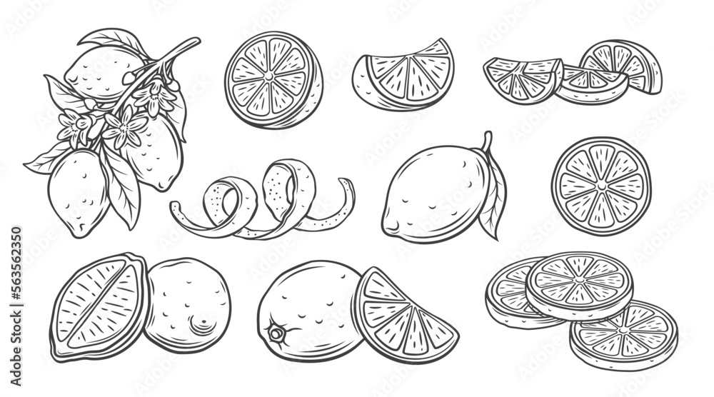 Poster lemon line icons set vector illustration. hand drawn outline whole citrus with peel and natural frui - Posters