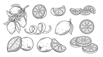 Lemon line icons set vector illustration. Hand drawn outline whole citrus with peel and natural fruit cut into different pieces and circle slices, twists of lemon zest and branch of blossom and leaves - Powered by Adobe