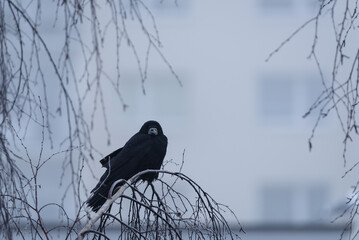 ROOK - Black bird on a birch branch
