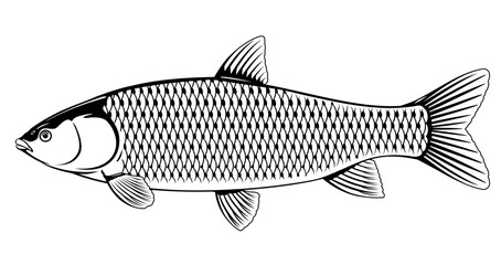 Realistic grass carp in black and white isolated illustration, one freshwater fish on side view