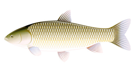 Realistic grass carp isolated illustration, one freshwater fish on side view