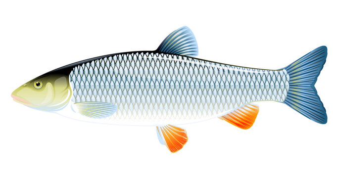 Realistic european chub fish isolated illustration, one freshwater fish on side view