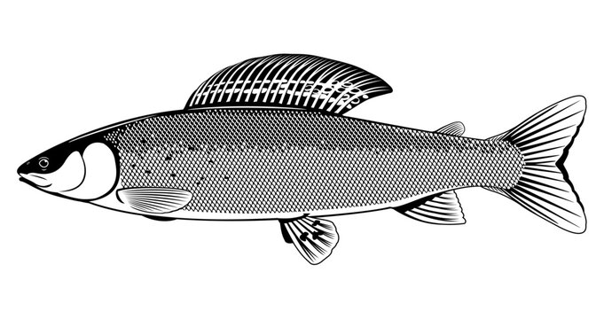 Realistic grayling fish in black and white isolated illustration, one freshwater fish on side view, one adult male of European grayling fish, fish trophy of fly fishing in river