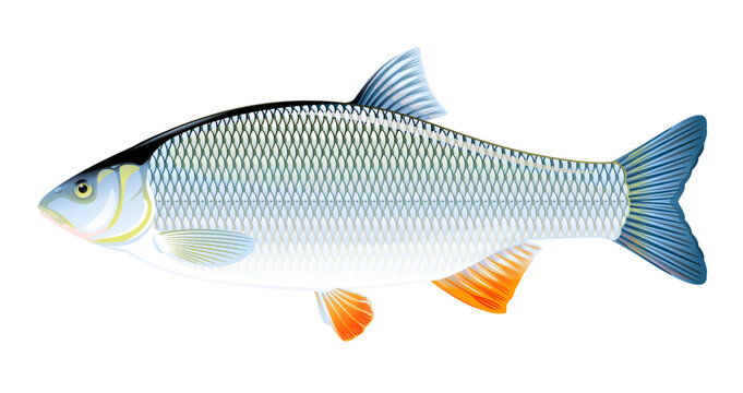 Realistic ide fish isolated illustration, one freshwater fish on side view