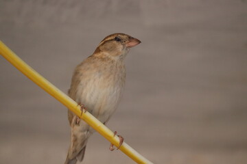 sparrow on a branch