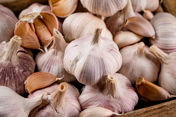 Heads of fresh garlic. Macro background.