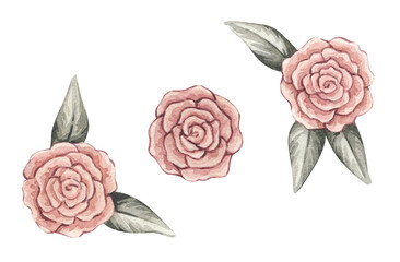 Watercolor vintage illustrations with small pink roses and green leaves. Isolated on white background.