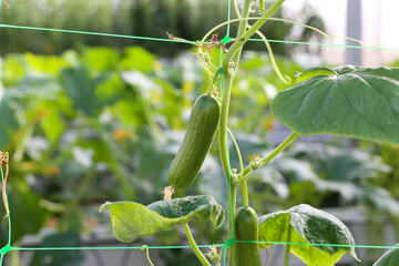 Pepino tipo snack para para tomar como aperitivo en la planta