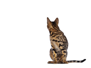 Handsome young male Bengal cat sitting side ways, looking over shoulder to the back. Isolated cutout on transparent background.