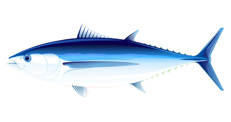Albacore tuna fish in side view, realistic sea fish illustration on white background, commercial and recreational fisheries