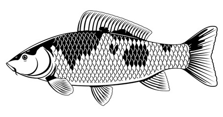 Realistic koi carp fish in black and white isolated illustration, one freshwater fish on side view, decorative fish for water gardens