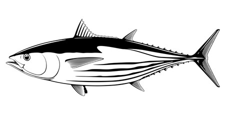 Skipjack tuna fish in side view in black and white isolated illustration, realistic sea fish illustration on white background, commercial and recreational fisheries