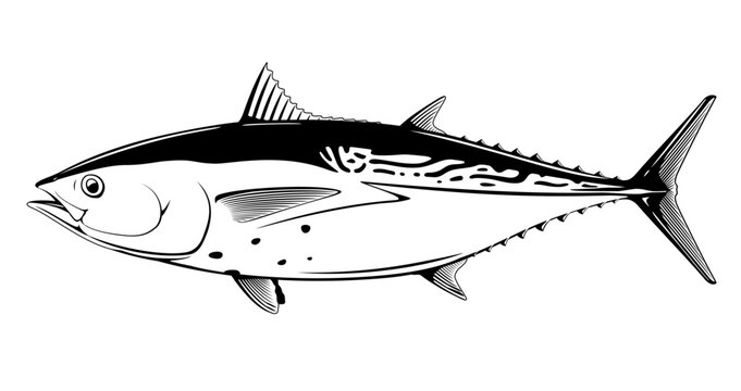 Little tunny fish in side view in black and white isolated illustration, realistic sea fish illustration on white background, commercial and recreational fisheries