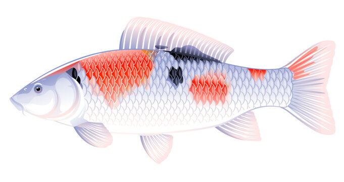Realistic koi carp fish isolated illustration, one freshwater fish on side view, decorative fish for water gardens