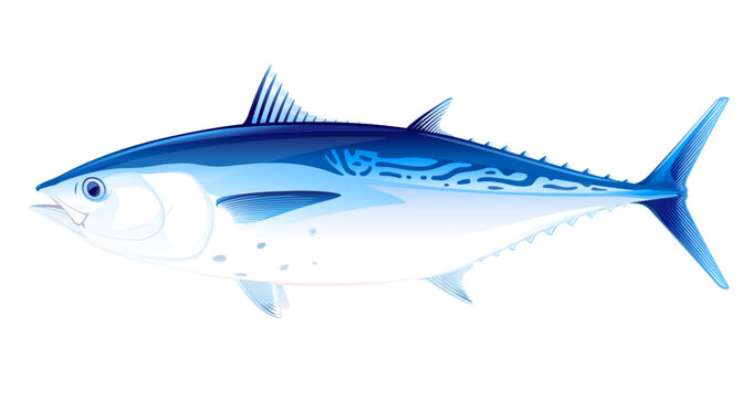 Little tunny fish in side view, realistic sea fish illustration on white background, commercial and recreational fisheries