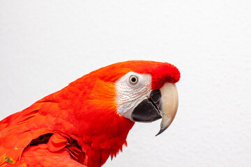 Scarlet macaw ( ara Macao) © Ana Tramont