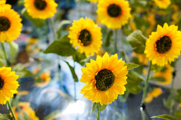 Obraz premium Sunflowers on a wood background. Copy space. Top view. Autumn concept.