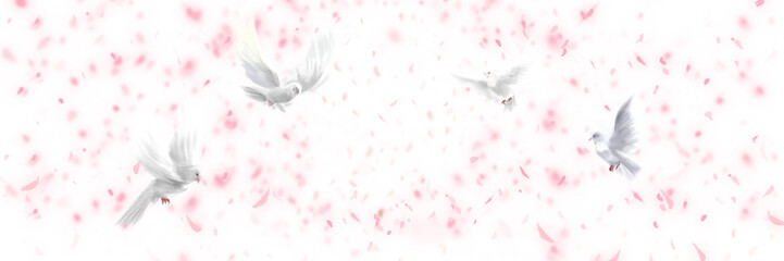 春爛漫、桜満開桜吹雪と平和の象徴白い鳩が舞う背景ワイドサイズイラストと透過背景