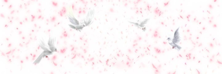 春爛漫、桜満開桜吹雪と平和の象徴白い鳩が舞う背景ワイドサイズイラストと透過背景