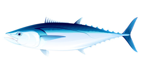 Dogtooth tuna fish in side view, realistic sea fish illustration on white background, commercial and recreational fisheries