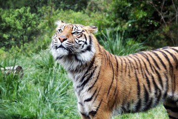 Fototapeta na wymiar Sumatra Tiger profile view