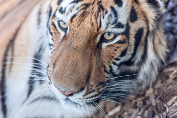 tiger head close-up